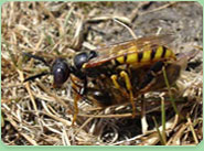 wasp control Immingham